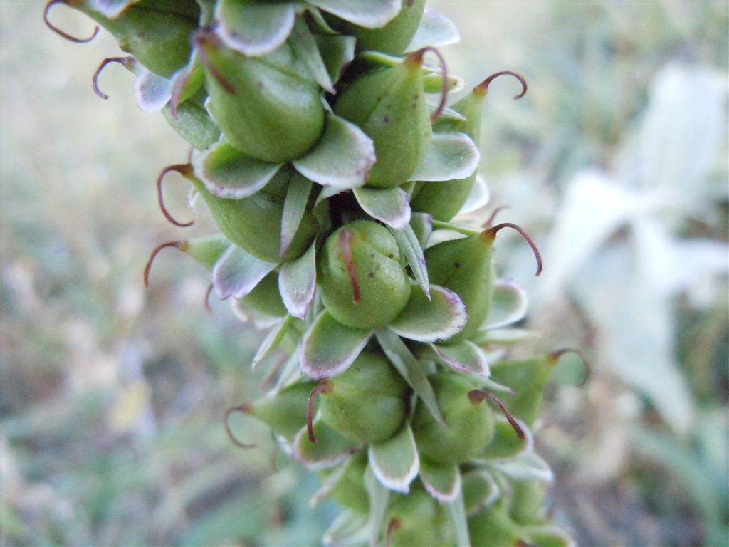 Passo Godi (AQ) : Digitalis ferruginea